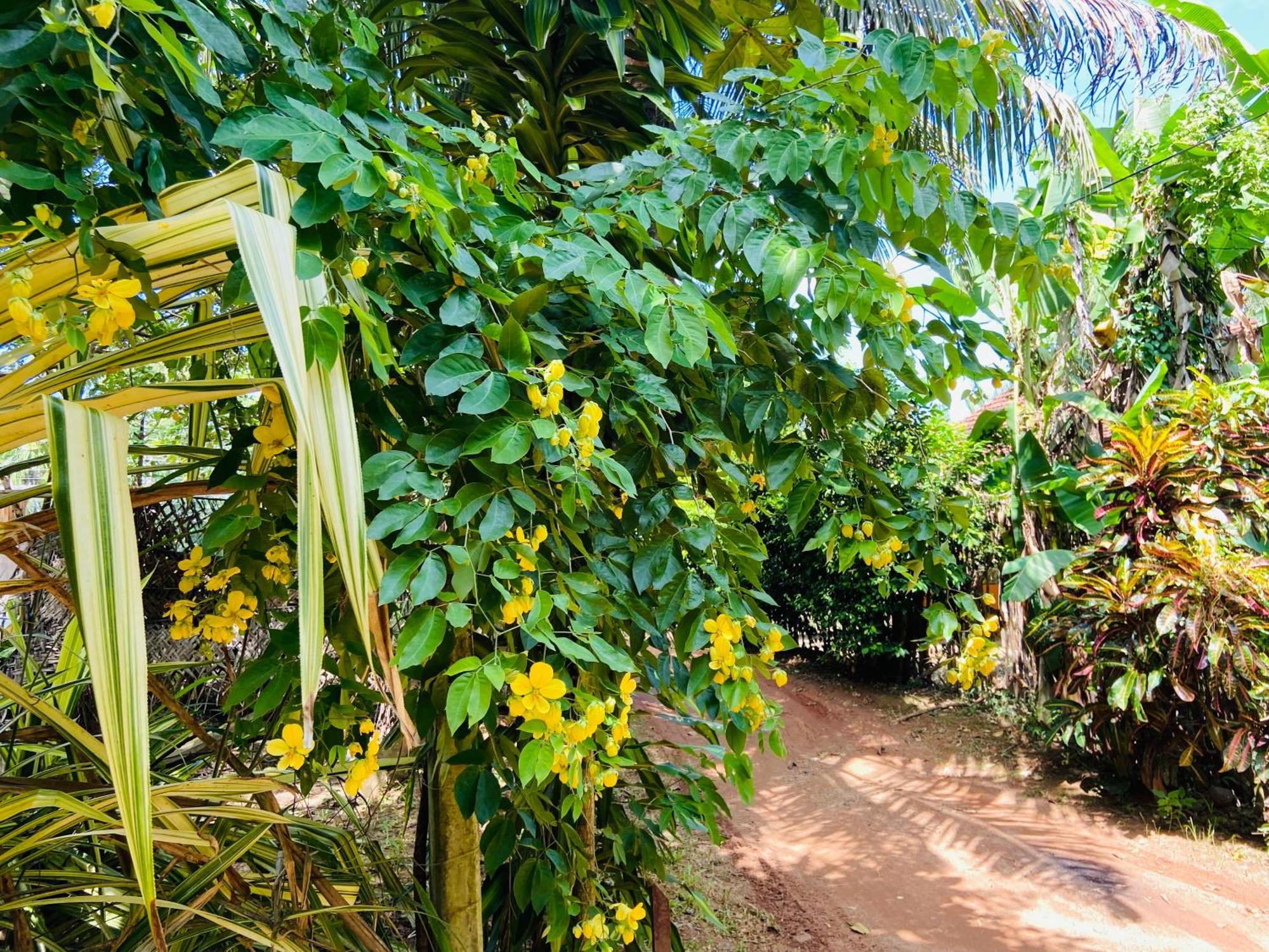 Leo Homestay Dikwella Εξωτερικό φωτογραφία